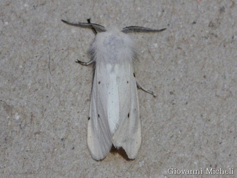 Spilosoma urticae?  S !